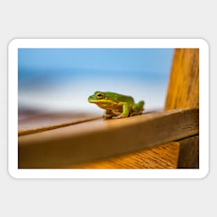 Squirrel Treefrog Sticker